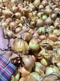 Witam, sprzedam cebule, kaliber 40-55. Siew wiosenny, nie fazorowana. Luz lub worki bigbag. 