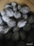 Sprzedam kapuste czerwona grubą, z nalotem woskowym kal. 2.5-4.5kg ilość około 3 tony opakowanie karton box lub luzem w skrzynie 
