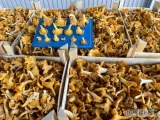 Prowadzimy sprzedaż kurka grzyb luzem. Cena za kilogram 3,25 euro.