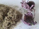 Całe, suszone naturalnie kwiaty jeżówki purpurowje
