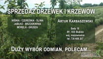 Sprzedam drzewka śliw lepotica zwykła opal ulena brzoskwiniowa w cenie 10 zł sztuka sady Mazowieckie 

