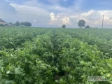 Sprzedam młodą pietruszke Comanche i Navajo. Kopana na zamówienie. 4ha 
