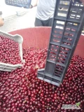 W sezone 2025 Kupie przemislove visne w skrynkach  z dowozem min 20 000 kg.
