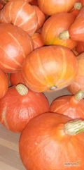 Witam.,sprzedam dynie hokkaido w rozmiarze od 0,5 do 2,5kg zainteresowanych zapraszam do kontaktu. 