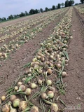 Kupię tirówę ilości cebuli na obieranie pod stawiam transport i płatność natychmiastową 