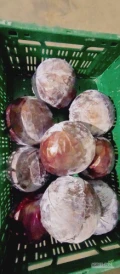 Sprzedam kapustę czerwoną 0,8-2,5 kg. Opakowanie box karton. 22 tony.