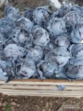 Sprzedam kapustę od 1kg do 2,5kg 