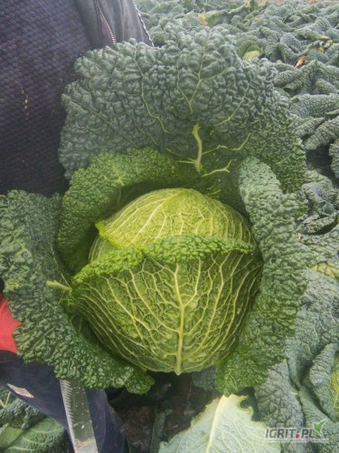 /images/posts/2024/10/1922167/x86W7Acuq1NcUsHG0U7c6O44B3Juw7ak6SPg5mgj.jpeg