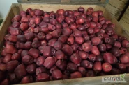 Sprzedam jabłka po Harvista oraz SmartFresh Golden Delicious i King Roat w ilości 160ton. Najchętniej sprzedam za wagę w skrzyni lub mogę przygotować w dowolne opakowanie.
Jedna komora otwarta 3.06, druga do otwarcia.