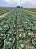 Sprzedam kapustę biała odmiany Gregorian kal 2-3kg. Gotowa do wycięcia na koniec tygodnia. 
