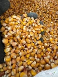 Kukurydza żółta czyszczona pakowana po 25kg
