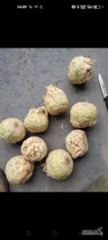 Sprzedam seler handlowy balena brudny świeżo kopany pod zamówienie kaliber 0,5-1 kg zdrowy , ładny,dobrze się myje