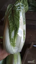 Witam sprzedam kapustę pekińską kaliber od 0.8 do 1.7kg towar bez kwiata 