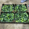 Sprzedam ogórka gruntowego 6-9,9-12