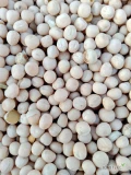 Groch żółty 500 t (zbiór 2024, cz. 98%, wilg. 14%), big-begi x1t. Gotowe do wysyłki. Kontakt WhatsApp: +380992532574
