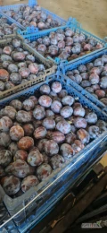 Witam sprzedam Lepotica 3.5+ w opakowaniu pieczarkowym 5 kg 315 plastików.