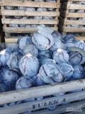 Sprzedam kapustę czerwoną z ładnym nalotem. Kaliber 1 do 4 kg. Opakowanie skrzyniopalety.  Ilość około 60 ton