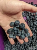 Witam. Przyjmę osoby do zbioru borówki amerykańskiej .
