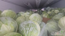 Witam posiadam kapuste białą w karton box od 1-3.5kg ilości tir zainteresowanych zapraszam
