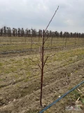 Oddam drzewka wiśni odmiany łutowka. Drzewka roczne, gmina Mogielnica 