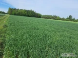 Oczyszczone ziarno Pszenżyta, zasiane pierwszy raz z materiału siewnego (fv do wglądu).

