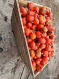 Witam sprzedam dynię hokkaido widoczną na zdjęciu około 2 ton kaliber od 0.5kg cena do uzgodnienia. Posiadam też około 1300kg dyni...
