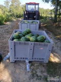Sprzątam w przyszłym tygodniu (19-23.08.) ok 100 ton polskiego arbuza o perfekcyjnych walorach. Zapraszam do kontaktu.