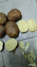Sprzedam ziemniaki Vineta 45+ w big bagu - 24 tony