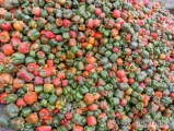 Sprzedam  mix papryki ok 6-8ton zielona,melanż ,czerwona .