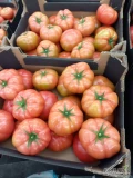 Sprzedam pomidora malinowego produkt polski zapraszam do współpracy 