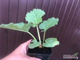 Rabarbar! Sprzedam sadzonki rabarbaru
