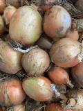 Sprzedam cebulę 4,5-6 oraz 6+. Worek, Skrzynipaleta,luz. Także dobierania na market . Kolonia Kokanin 11/kalisz. www.dominiak-warzywa.pl
