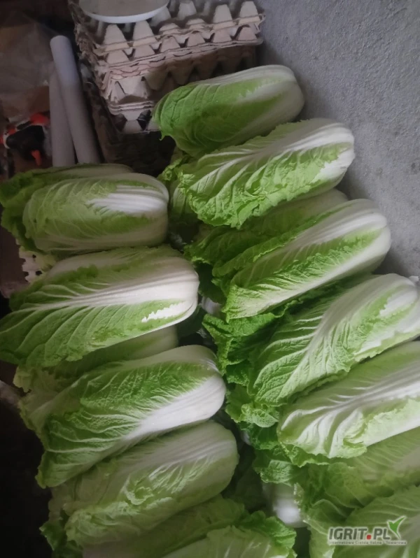 /images/posts/2025/06/2021006/sJLi7DXXHPBjgzI31PJiCKeLPF3Xgchhkq92620h.jpeg