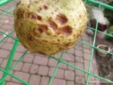 Sprzedam seler kaliber do uzgodnienia 
