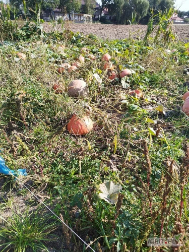 /images/posts/2024/09/1913848/QHRvE87Y2V9VUl0WposkFnzPzblZYNhdP7NzUV7J.jpeg