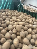 Sprzedam ziemniaki kal 3.5 do 4.5 melodia denar Colombo 