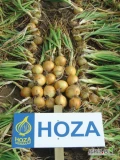  Hoza Zaden nasiona cebuli. Odmiany:Hoza,Donna,Saskia,Romy(czerwona),Mika, Precyzja !!!ORYGINAŁ HOZA ZADEN BV Holandia!!!  W ofercie...