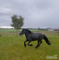 Sprzedam Fell pony ogierek 4 lata przyjął jeźdzca
