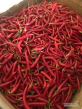Sprzedam ok.300kg lekko miękkiej papryki ostrej cayenne (w sam raz na sosy)
