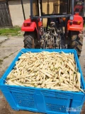 Sprzedam pietruszkę, kopana świeżo na zamówienie, kaliber handlowy, duże ilości. 
