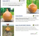 Nasiona cebuli Rijnsburger 5 , Yellow Sweet Spanish , Goldi F1 , Jady F1 firmy De Corato Sementi oferuje GEPWEG dystrybutor nasion. Dostawa...