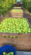 SPRZEDAM 60 TON GOLDENA PO FRESHU.  OWOCE CZYSTE BEZ JAKICHKOLWIEK USZKODZEŃ. 
