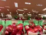 Witam sprzedam paprykę czerwona ładna bez skazy małe i duże ilości informację pod nr tel 727694440.