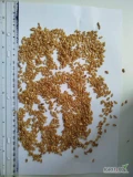 Durum 1400 tona loko Węgry ( HU )
