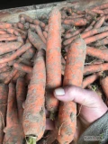 Sprzedam marchew odmiany Volcano, kaliber 2-5, na brudno bądź mytą, ilości tirowe, opakowanie i cena do uzgodnienia, zainteresowanych...