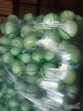 Sprzedam kapustę białą 1-4 kg
