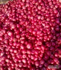 contact to purchase fresh onion