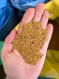 Sprzedam gorczycę żółtą w big bag około 10-12 ton 
