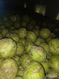 Sprzedam kalarepę kossak kaliber 1-4kg. Cena oraz opakowanie do uzgodnienia.