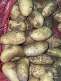 Sprzedam - ZIEMNIAK Egipt. Worek 10 kg. Ilości paletowe i całosamochodowe pod zamówienie.